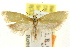  (Microbela sp. ANIC6 - CCDB-15816-A02)  @11 [ ] CreativeCommons - Attribution (2011) ANIC/CBG Photography Group Centre for Biodiversity Genomics