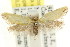  (Microbela sp. ANIC7 - CCDB-15816-A04)  @11 [ ] CreativeCommons - Attribution (2011) ANIC/CBG Photography Group Centre for Biodiversity Genomics