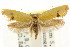  (Microbela sp. ANIC8 - CCDB-15816-A09)  @13 [ ] CreativeCommons - Attribution (2011) ANIC/CBG Photography Group Centre for Biodiversity Genomics