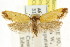 (Microbela sp. ANIC10 - CCDB-15816-A11)  @11 [ ] CreativeCommons - Attribution (2011) ANIC/CBG Photography Group Centre for Biodiversity Genomics