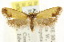  ( - CCDB-15816-A12)  @11 [ ] CreativeCommons - Attribution (2011) ANIC/CBG Photography Group Centre for Biodiversity Genomics
