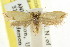  (Microbela sp. ANIC11 - CCDB-15816-B01)  @11 [ ] CreativeCommons - Attribution (2011) ANIC/CBG Photography Group Centre for Biodiversity Genomics