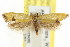  ( - CCDB-15816-B02)  @11 [ ] CreativeCommons - Attribution (2011) ANIC/CBG Photography Group Centre for Biodiversity Genomics