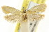  (Microbela sp. ANIC12 - CCDB-15816-B05)  @11 [ ] CreativeCommons - Attribution (2011) ANIC/CBG Photography Group Centre for Biodiversity Genomics