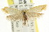  ( - CCDB-15816-B08)  @13 [ ] CreativeCommons - Attribution (2011) ANIC/CBG Photography Group Centre for Biodiversity Genomics