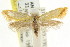  ( - CCDB-15816-B09)  @14 [ ] CreativeCommons - Attribution (2011) ANIC/CBG Photography Group Centre for Biodiversity Genomics