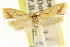  (Microbela sp. ANIC16 - CCDB-15816-B10)  @14 [ ] CreativeCommons - Attribution (2011) ANIC/CBG Photography Group Centre for Biodiversity Genomics
