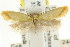  ( - CCDB-15816-B11)  @13 [ ] CreativeCommons - Attribution (2011) ANIC/CBG Photography Group Centre for Biodiversity Genomics