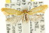  ( - CCDB-15816-B12)  @13 [ ] CreativeCommons - Attribution (2011) ANIC/CBG Photography Group Centre for Biodiversity Genomics