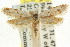  ( - CCDB-15816-C04)  @11 [ ] CreativeCommons - Attribution (2011) ANIC/CBG Photography Group Centre for Biodiversity Genomics