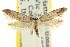  ( - CCDB-15816-C05)  @11 [ ] CreativeCommons - Attribution (2011) ANIC/CBG Photography Group Centre for Biodiversity Genomics