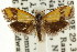  ( - CCDB-15816-E05)  @11 [ ] CreativeCommons - Attribution (2011) ANIC/CBG Photography Group Centre for Biodiversity Genomics