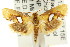 ( - CCDB-15816-F09)  @13 [ ] CreativeCommons - Attribution (2011) ANIC/CBG Photography Group Centre for Biodiversity Genomics