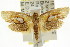  ( - CCDB-15816-F10)  @11 [ ] CreativeCommons - Attribution (2011) ANIC/CBG Photography Group Centre for Biodiversity Genomics