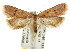  (Pachybela sp. ANIC18 - CCDB-15817-A05)  @14 [ ] CreativeCommons - Attribution (2011) ANIC/CBG Photography Group Centre for Biodiversity Genomics