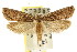  ( - CCDB-15817-C06)  @14 [ ] CreativeCommons - Attribution (2011) ANIC/CBG Photography Group Centre for Biodiversity Genomics