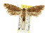  ( - CCDB-15817-D07)  @12 [ ] CreativeCommons - Attribution (2011) ANIC/CBG Photography Group Centre for Biodiversity Genomics