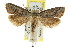  ( - CCDB-15817-E01)  @13 [ ] CreativeCommons - Attribution (2011) ANIC/CBG Photography Group Centre for Biodiversity Genomics