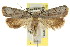  ( - CCDB-15817-E02)  @13 [ ] CreativeCommons - Attribution (2011) ANIC/CBG Photography Group Centre for Biodiversity Genomics