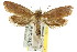  ( - CCDB-15817-E05)  @13 [ ] CreativeCommons - Attribution (2011) ANIC/CBG Photography Group Centre for Biodiversity Genomics