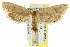  ( - CCDB-15817-E06)  @12 [ ] CreativeCommons - Attribution (2011) ANIC/CBG Photography Group Centre for Biodiversity Genomics
