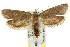  ( - CCDB-15817-E08)  @13 [ ] CreativeCommons - Attribution (2011) ANIC/CBG Photography Group Centre for Biodiversity Genomics