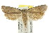 ( - CCDB-15817-F03)  @13 [ ] CreativeCommons - Attribution (2011) ANIC/CBG Photography Group Centre for Biodiversity Genomics