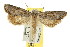  ( - CCDB-15817-G09)  @12 [ ] CreativeCommons - Attribution (2011) ANIC/CBG Photography Group Centre for Biodiversity Genomics