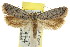  ( - CCDB-15817-G11)  @14 [ ] CreativeCommons - Attribution (2011) ANIC/CBG Photography Group Centre for Biodiversity Genomics