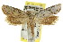  ( - CCDB-15817-G12)  @13 [ ] CreativeCommons - Attribution (2011) ANIC/CBG Photography Group Centre for Biodiversity Genomics