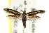  ( - CCDB-15818-A01)  @11 [ ] CreativeCommons - Attribution (2011) ANIC/CBG Photography Group Centre for Biodiversity Genomics