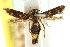  ( - CCDB-15818-C04)  @11 [ ] CreativeCommons - Attribution (2011) ANIC/CBG Photography Group Centre for Biodiversity Genomics