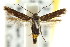  (Eretmocera sp. ANIC1 - CCDB-15818-C05)  @14 [ ] CreativeCommons - Attribution (2011) ANIC/CBG Photography Group Centre for Biodiversity Genomics
