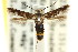  ( - CCDB-15818-C08)  @12 [ ] CreativeCommons - Attribution (2011) ANIC/CBG Photography Group Centre for Biodiversity Genomics