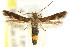  ( - CCDB-15818-C12)  @11 [ ] CreativeCommons - Attribution (2011) ANIC/CBG Photography Group Centre for Biodiversity Genomics
