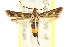  ( - CCDB-15818-D01)  @11 [ ] CreativeCommons - Attribution (2011) ANIC/CBG Photography Group Centre for Biodiversity Genomics