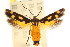  (Eretmocera sp. ANIC6 - CCDB-15818-D11)  @11 [ ] CreativeCommons - Attribution (2011) ANIC/CBG Photography Group Centre for Biodiversity Genomics