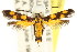  ( - CCDB-15818-D12)  @12 [ ] CreativeCommons - Attribution (2011) ANIC/CBG Photography Group Centre for Biodiversity Genomics