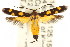  (Eretmocera sp. ANIC7 - CCDB-15818-E02)  @14 [ ] CreativeCommons - Attribution (2011) ANIC/CBG Photography Group Centre for Biodiversity Genomics