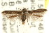  ( - CCDB-15818-E03)  @12 [ ] CreativeCommons - Attribution (2011) ANIC/CBG Photography Group Centre for Biodiversity Genomics