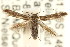  (Eretmocera coracopis - CCDB-15818-E04)  @13 [ ] CreativeCommons - Attribution (2011) ANIC/CBG Photography Group Centre for Biodiversity Genomics