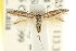  ( - CCDB-15818-E08)  @12 [ ] CreativeCommons - Attribution (2011) ANIC/CBG Photography Group Centre for Biodiversity Genomics