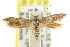  ( - CCDB-15818-G07)  @11 [ ] CreativeCommons - Attribution (2011) ANIC/CBG Photography Group Centre for Biodiversity Genomics