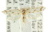  ( - CCDB-15820-B04)  @14 [ ] CreativeCommons - Attribution (2011) ANIC/CBG Photography Group Centre for Biodiversity Genomics
