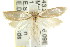  ( - CCDB-15820-B10)  @11 [ ] CreativeCommons - Attribution (2011) ANIC/CBG Photography Group Centre for Biodiversity Genomics