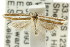  ( - CCDB-15820-D04)  @11 [ ] CreativeCommons - Attribution (2011) ANIC/CBG Photography Group Centre for Biodiversity Genomics