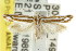  (Thudaca sp. ANICMK233 - CCDB-15820-E05)  @15 [ ] CreativeCommons - Attribution (2011) ANIC/CBG Photography Group Centre for Biodiversity Genomics