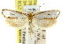  ( - CCDB-15820-E08)  @15 [ ] CreativeCommons - Attribution (2011) ANIC/CBG Photography Group Centre for Biodiversity Genomics