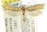  (Thudaca sp. ANICMK235 - CCDB-15820-E09)  @12 [ ] CreativeCommons - Attribution (2011) ANIC/CBG Photography Group Centre for Biodiversity Genomics