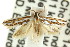  (Thudaca sp. ANICMK32 - CCDB-15820-F05)  @12 [ ] CreativeCommons - Attribution (2011) ANIC/CBG Photography Group Centre for Biodiversity Genomics